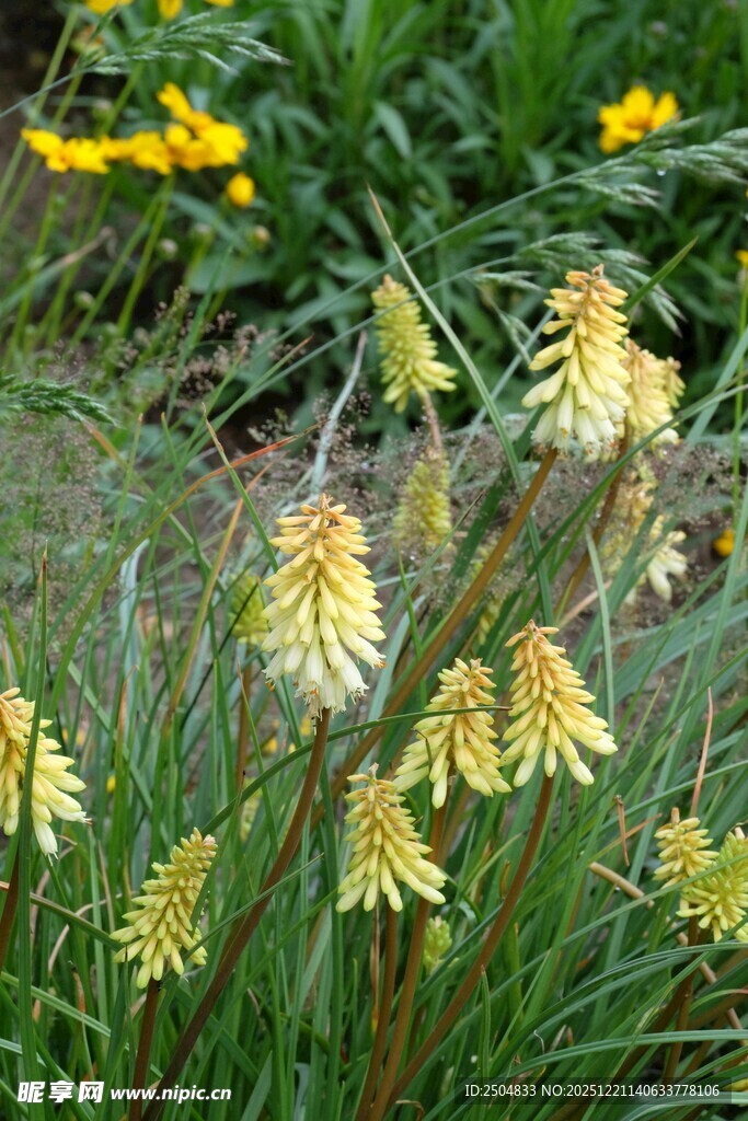 黄色花朵绽放于草丛中