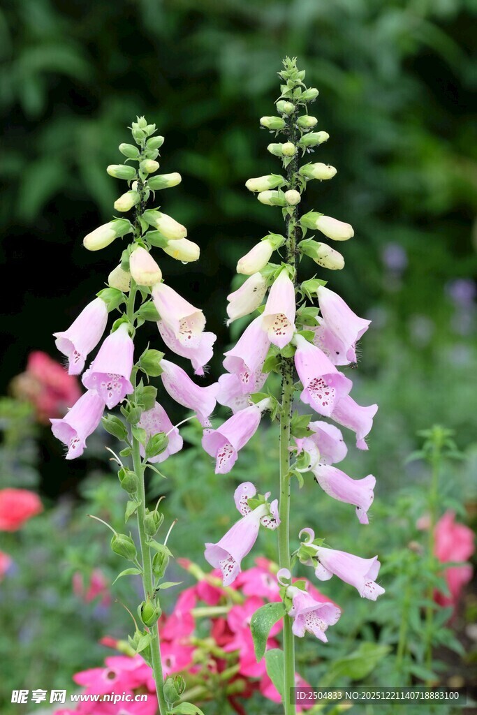 美丽毛地黄绽放于花丛