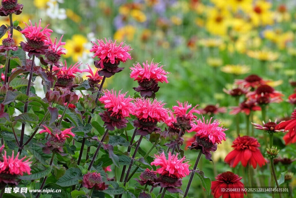 缤纷多彩的美丽花卉绽放