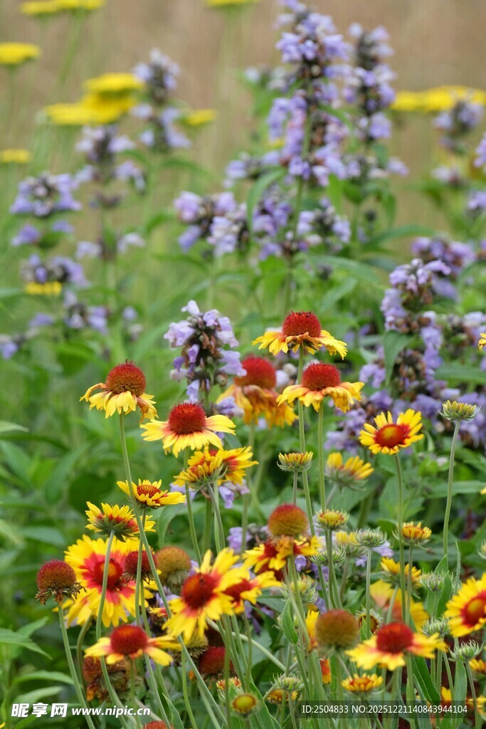 多彩花卉绽放于绿野