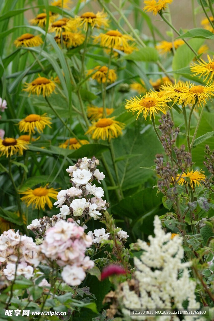 多彩花卉绽放于花园中