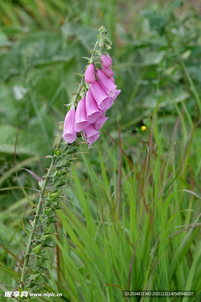粉色毛地黄花绽放于草丛