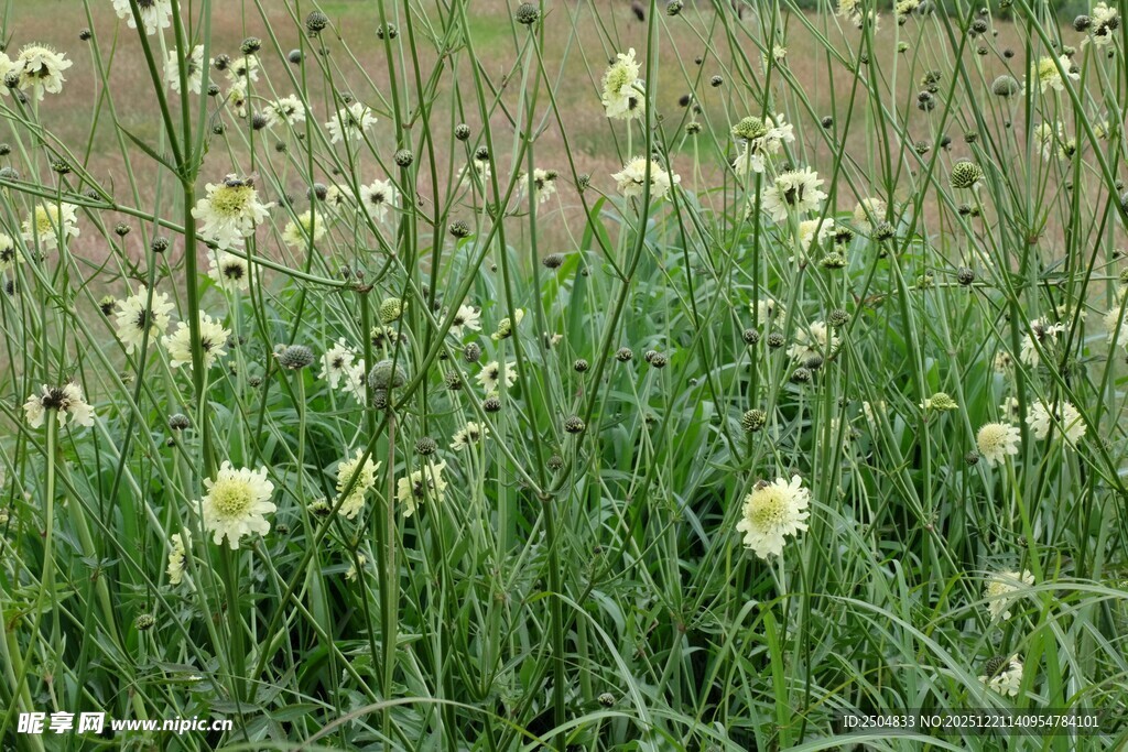 田野中的白色小花绽放