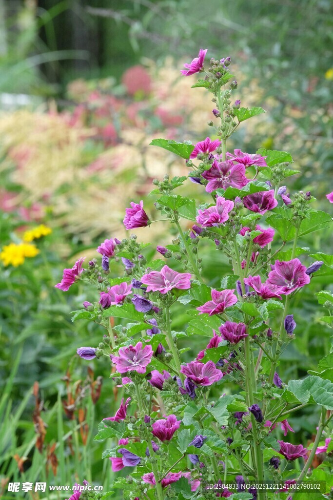 紫色野花绽放于绿意间