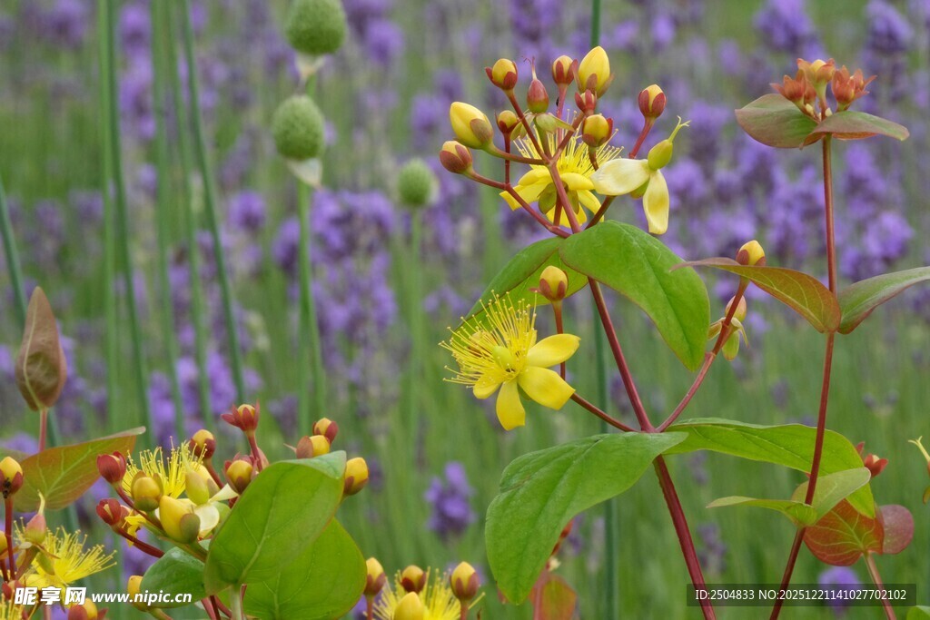 美丽绽放的黄色花卉