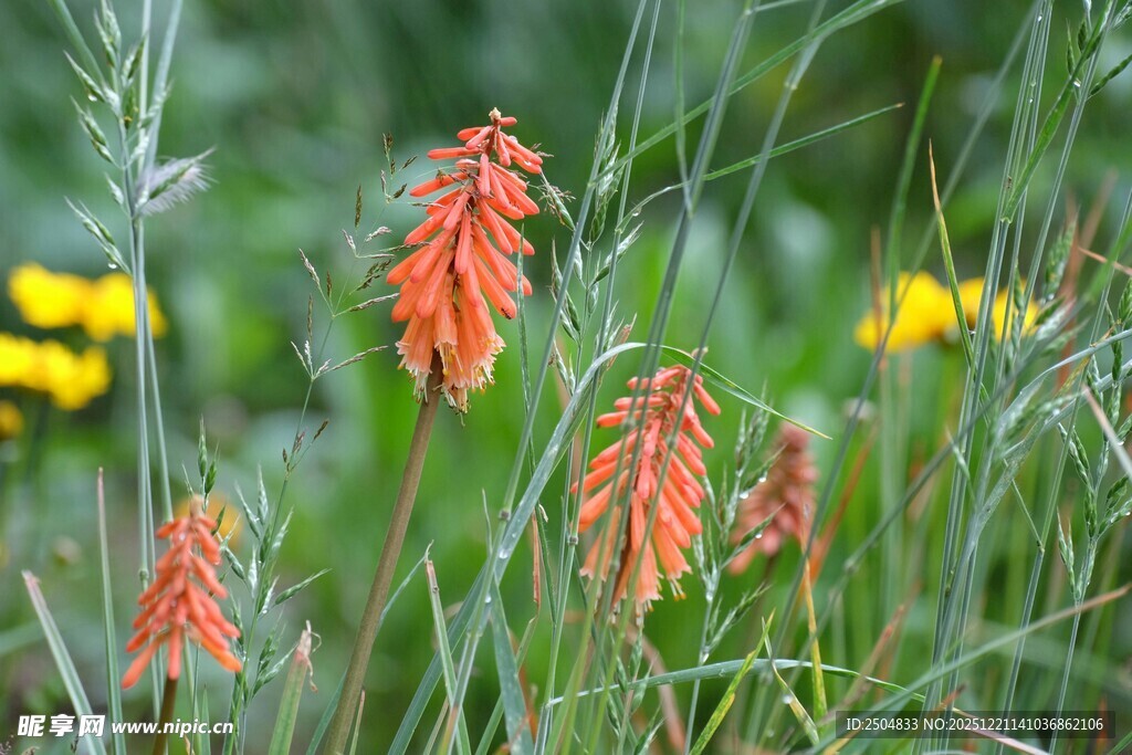 草丛中的艳丽红色花卉
