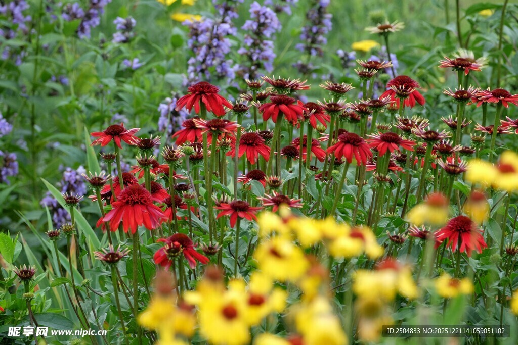 多彩花卉绽放于绿野