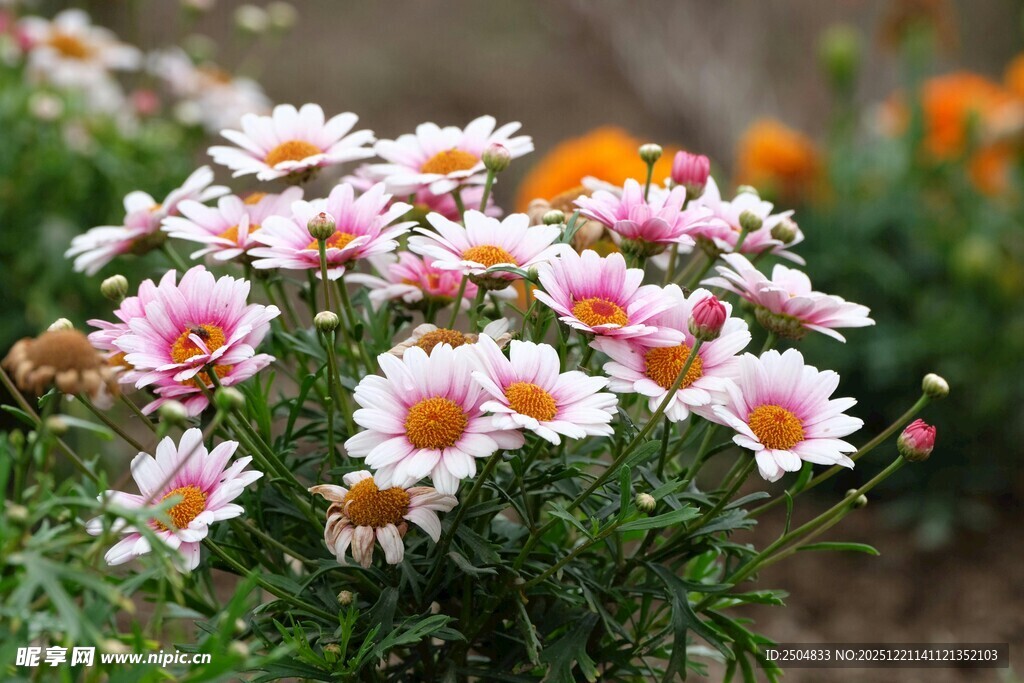 多彩雏菊绽放于花丛中