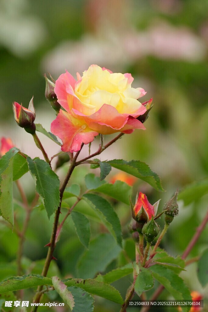 娇艳双色月季花绽放