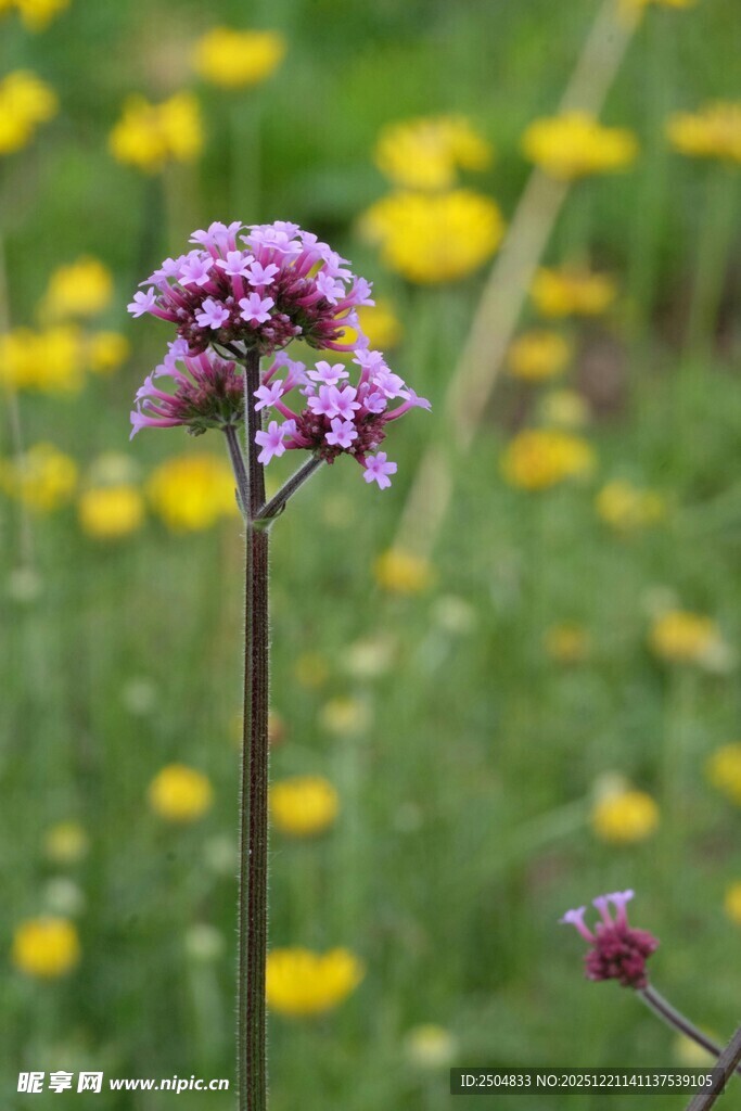 田野中的紫色马鞭草花