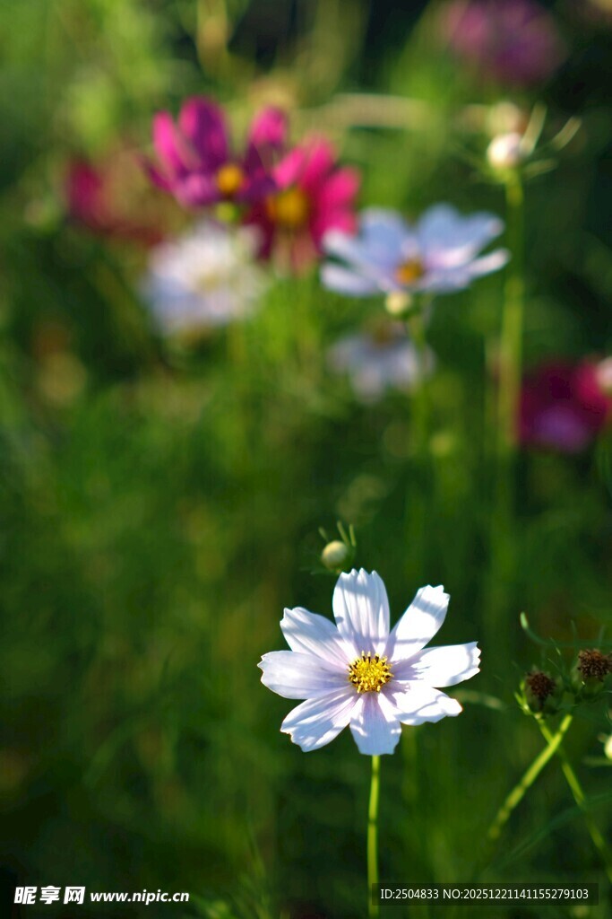 阳光下绽放的美丽格桑花