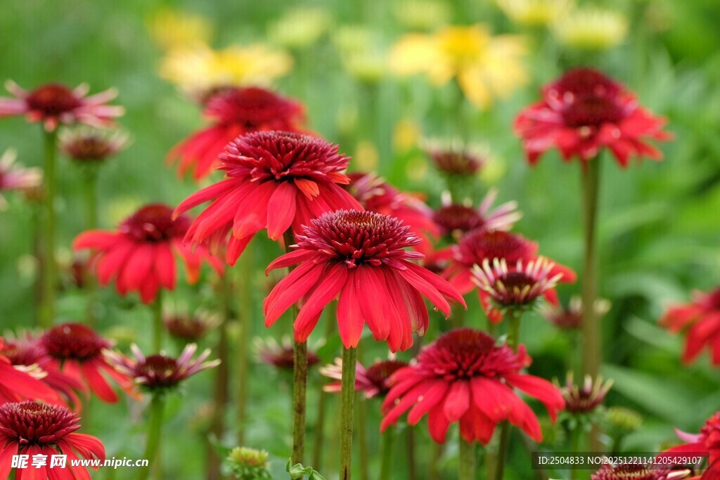 鲜艳红色花朵绽放于草地