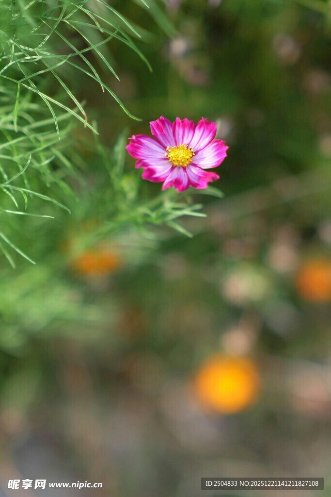 娇艳波斯菊绽放于绿草间