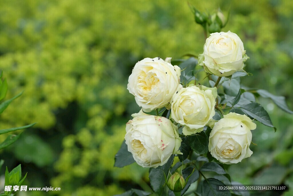 白玫瑰绽放于绿意间