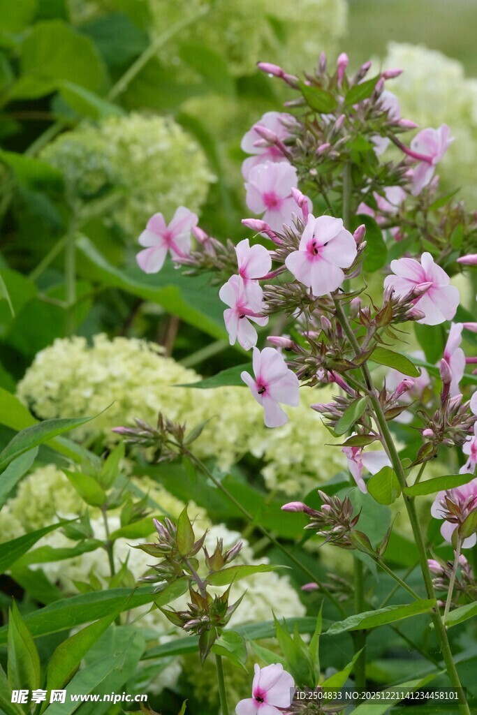 粉色花卉与绿植相映成趣