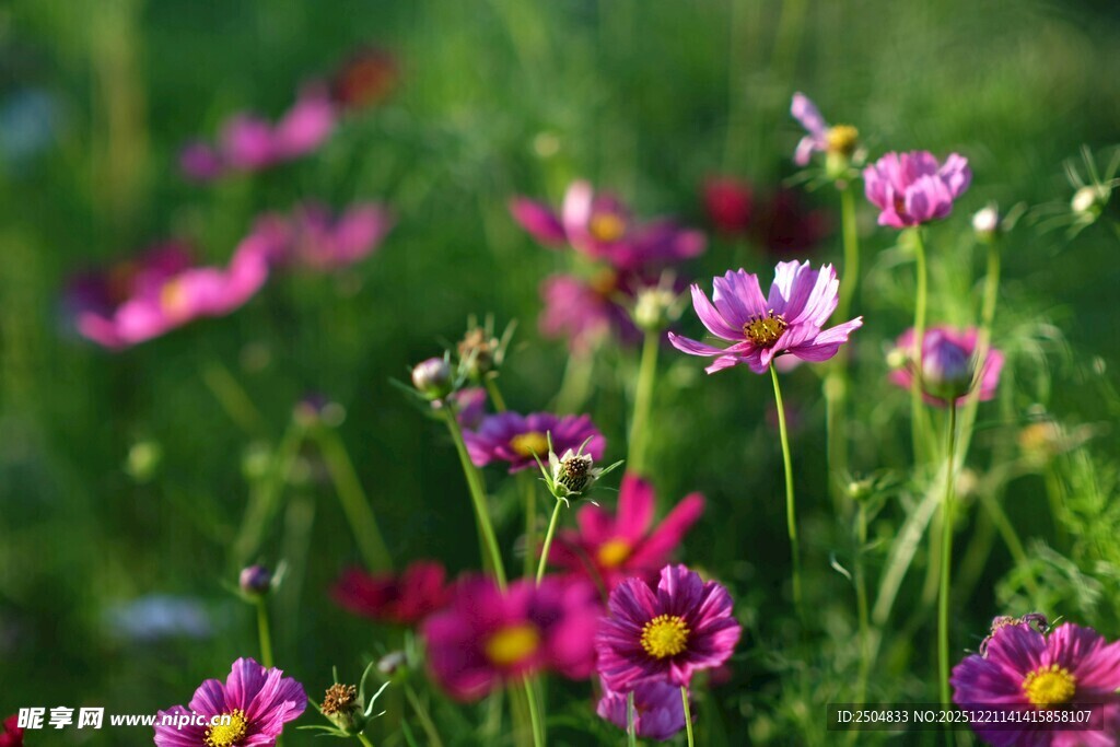烂漫波斯菊绽放于绿野