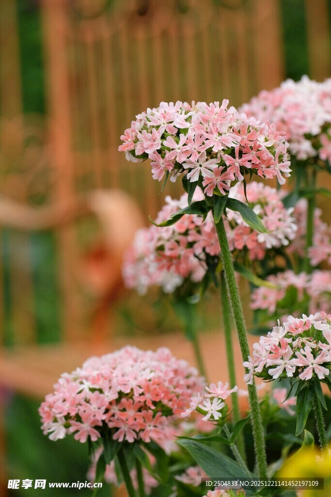 粉色花卉绽放的美丽景致