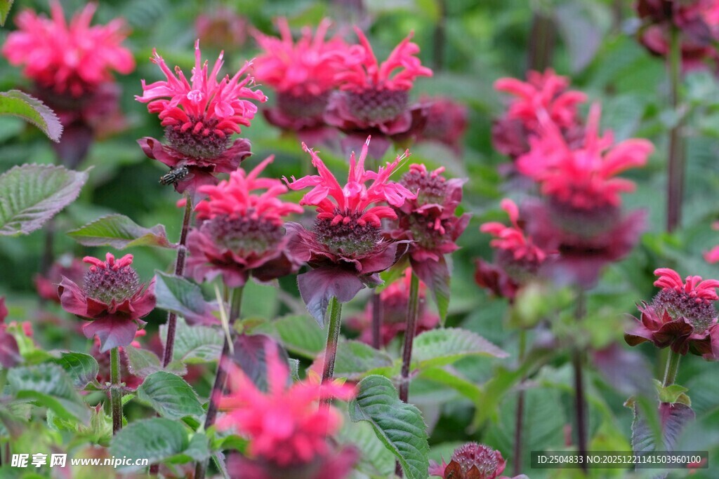 鲜艳玫红花朵绽放