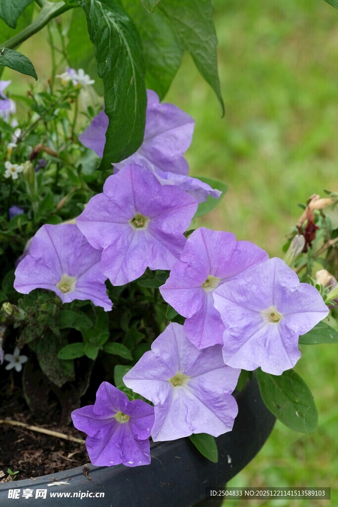 紫色盆栽花卉绽放