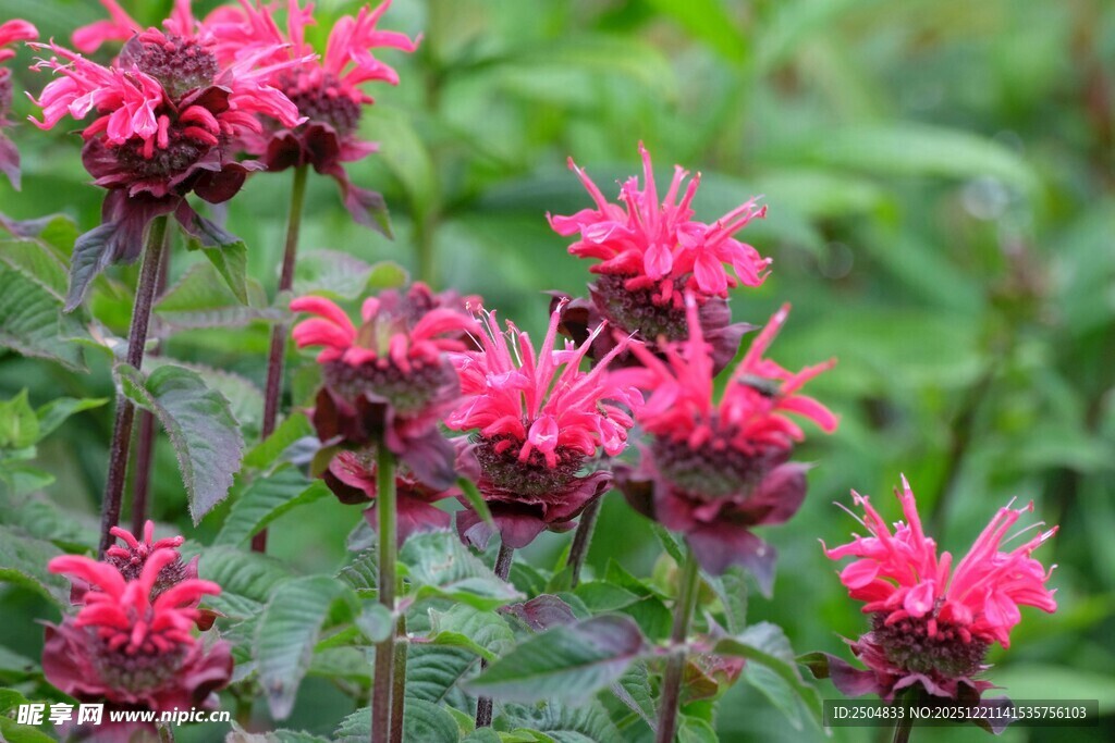 鲜艳玫红花朵绽放