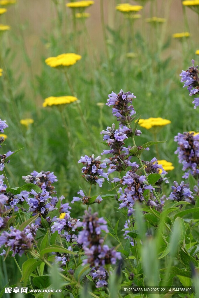 紫色花卉与黄色小花同框