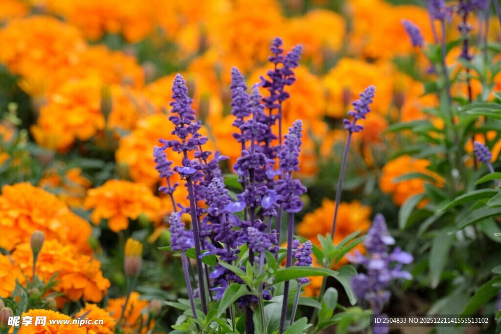 橙紫花卉交织的美丽景致