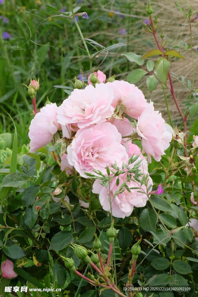 粉色蔷薇绽放于绿叶间