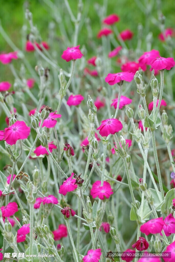 粉色花朵绽放于绿叶间