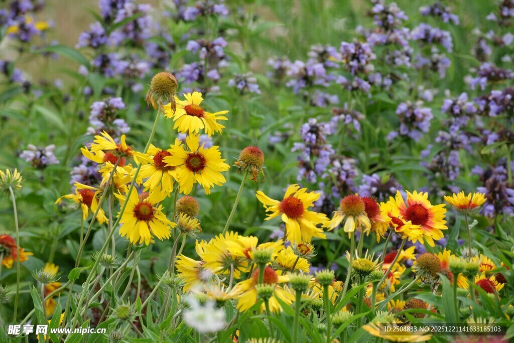 多彩野花绽放于绿野间