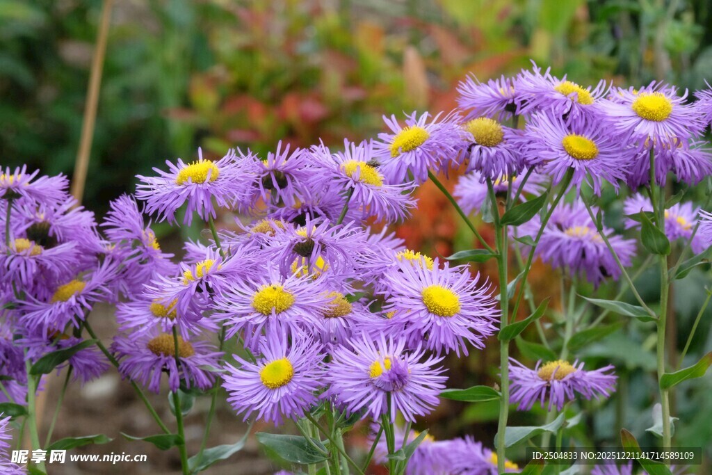 紫色雏菊绽放的美丽瞬间