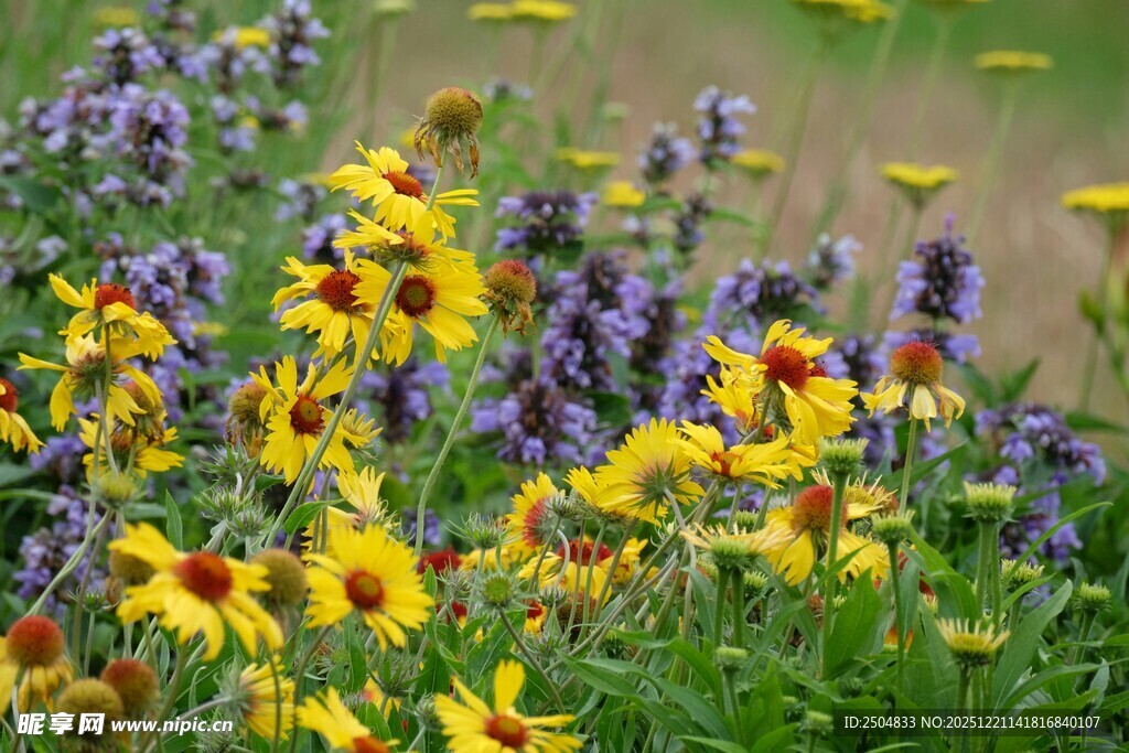 多彩野花绽放于绿野