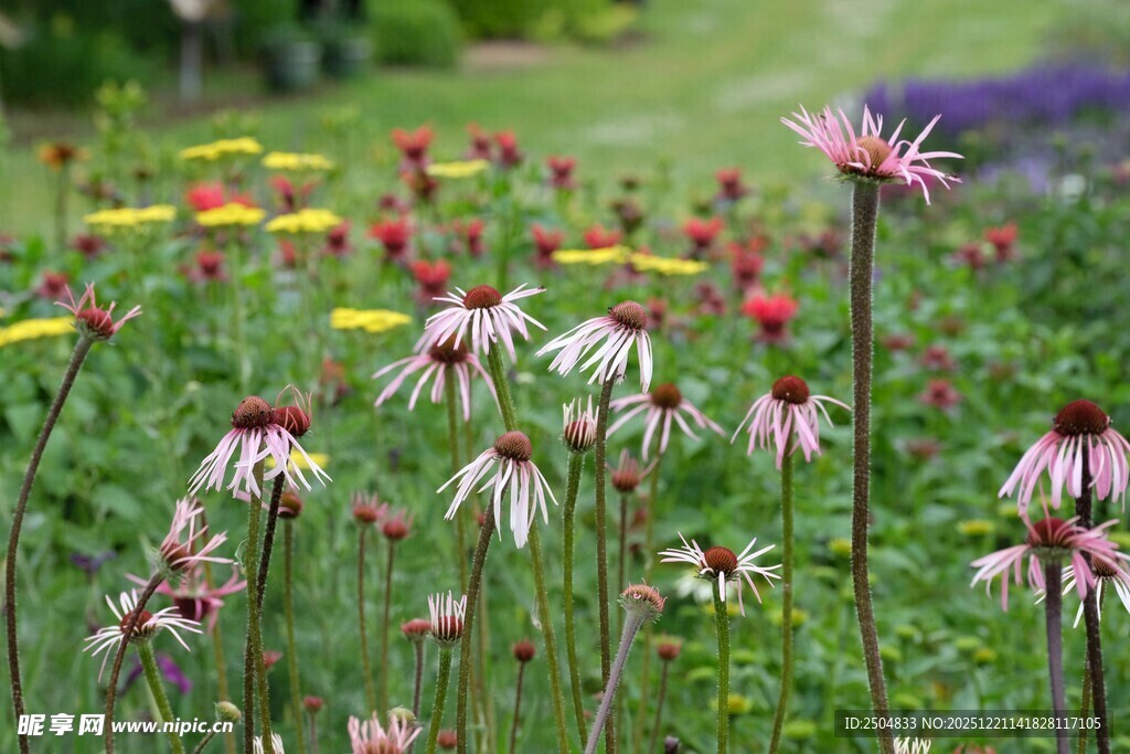 缤纷花丛中的美丽花朵