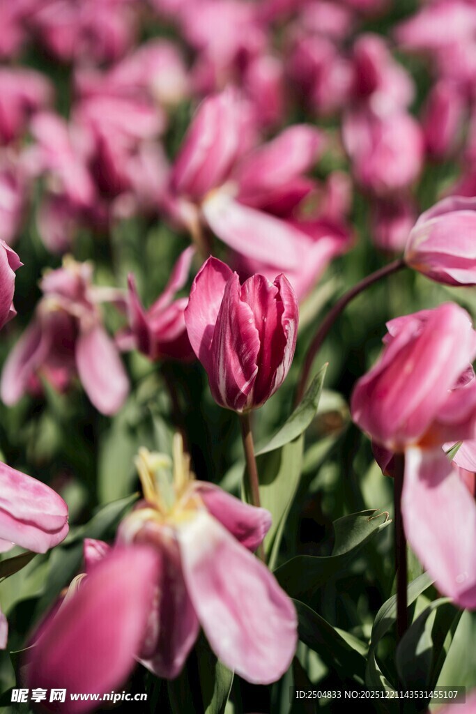 粉色郁金香花海美景