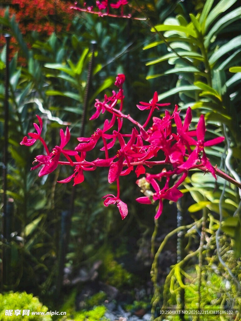 艳丽红色花卉绽放