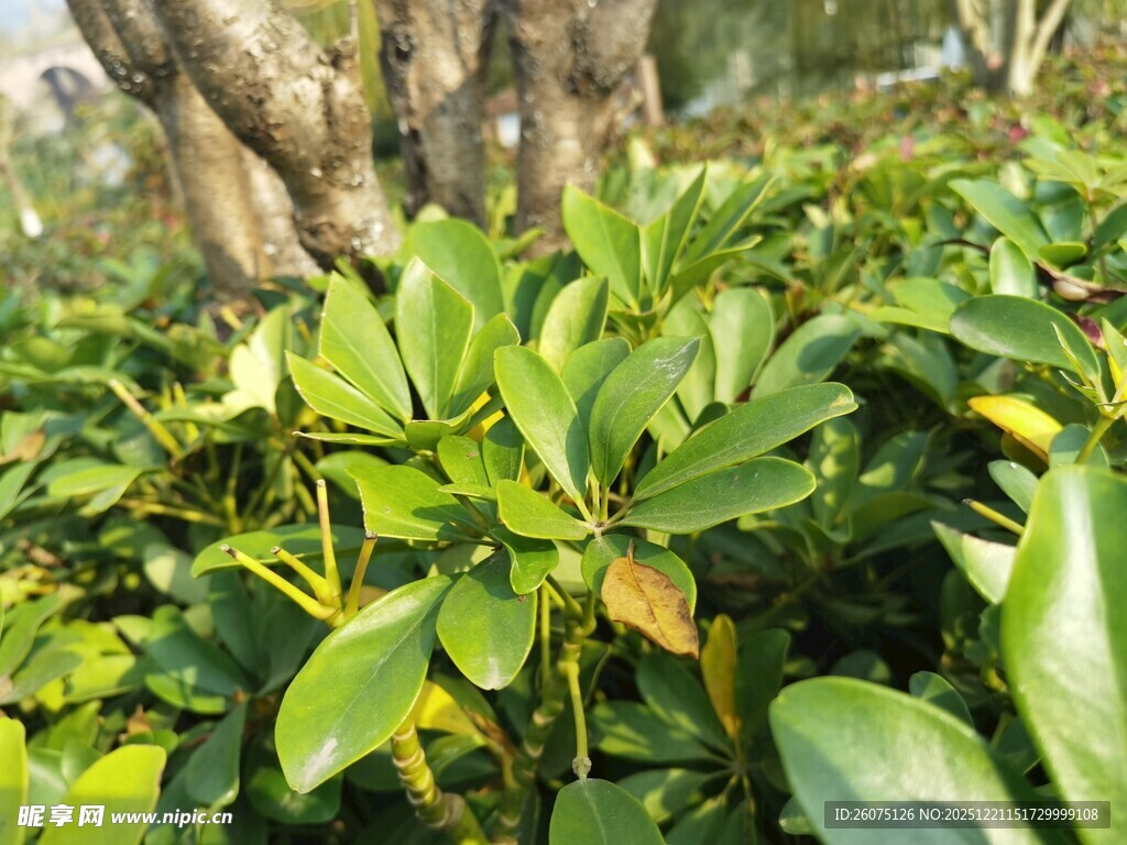 绿叶繁茂的灌木植物