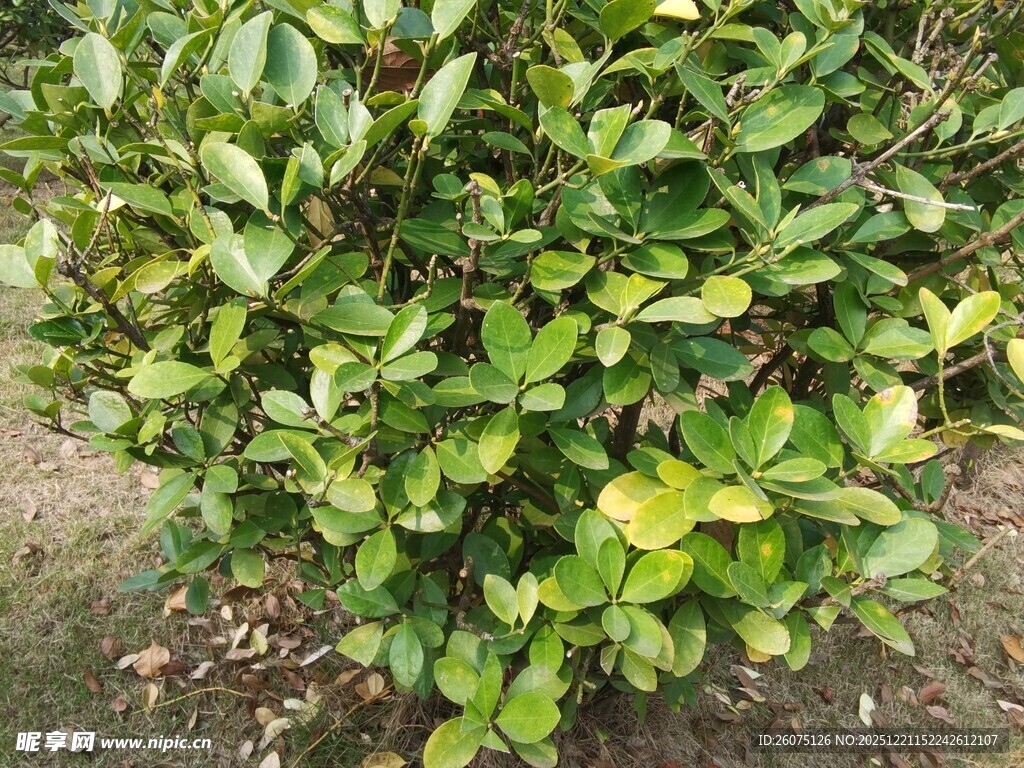 绿叶繁茂的灌木植物