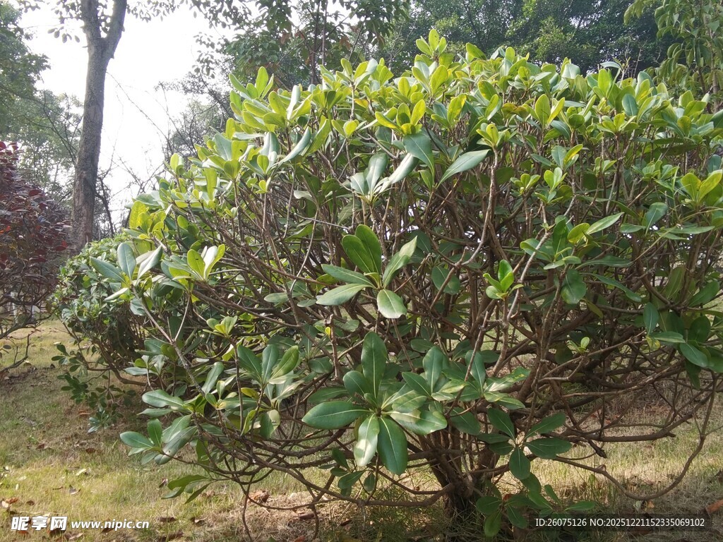 绿叶繁茂的灌木植物