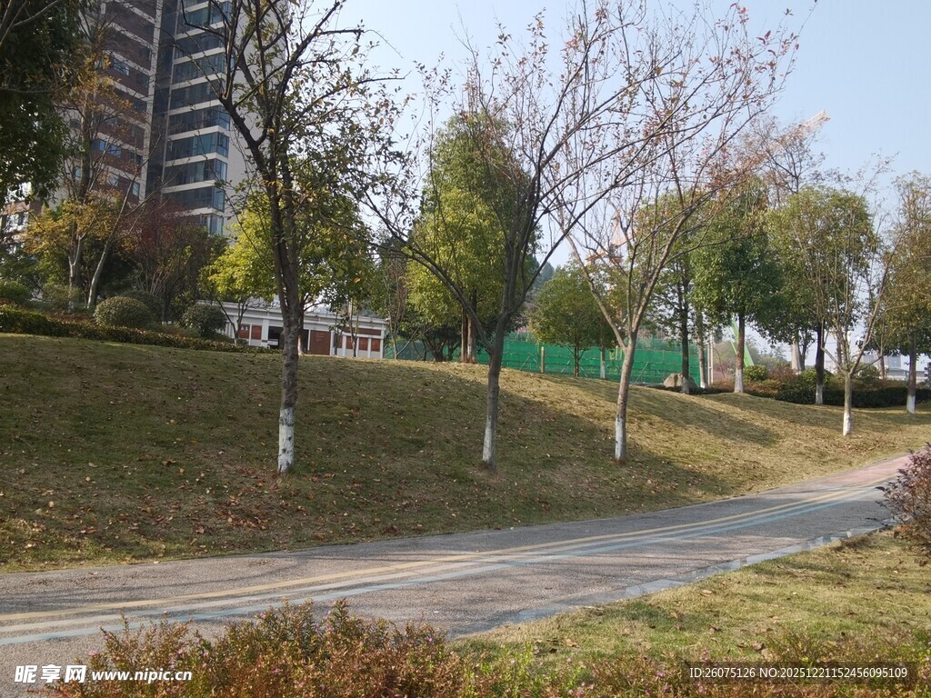 城市公园中的宁静林荫道