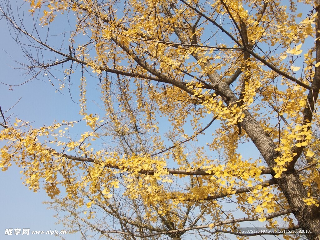 秋日金黄银杏树枝条