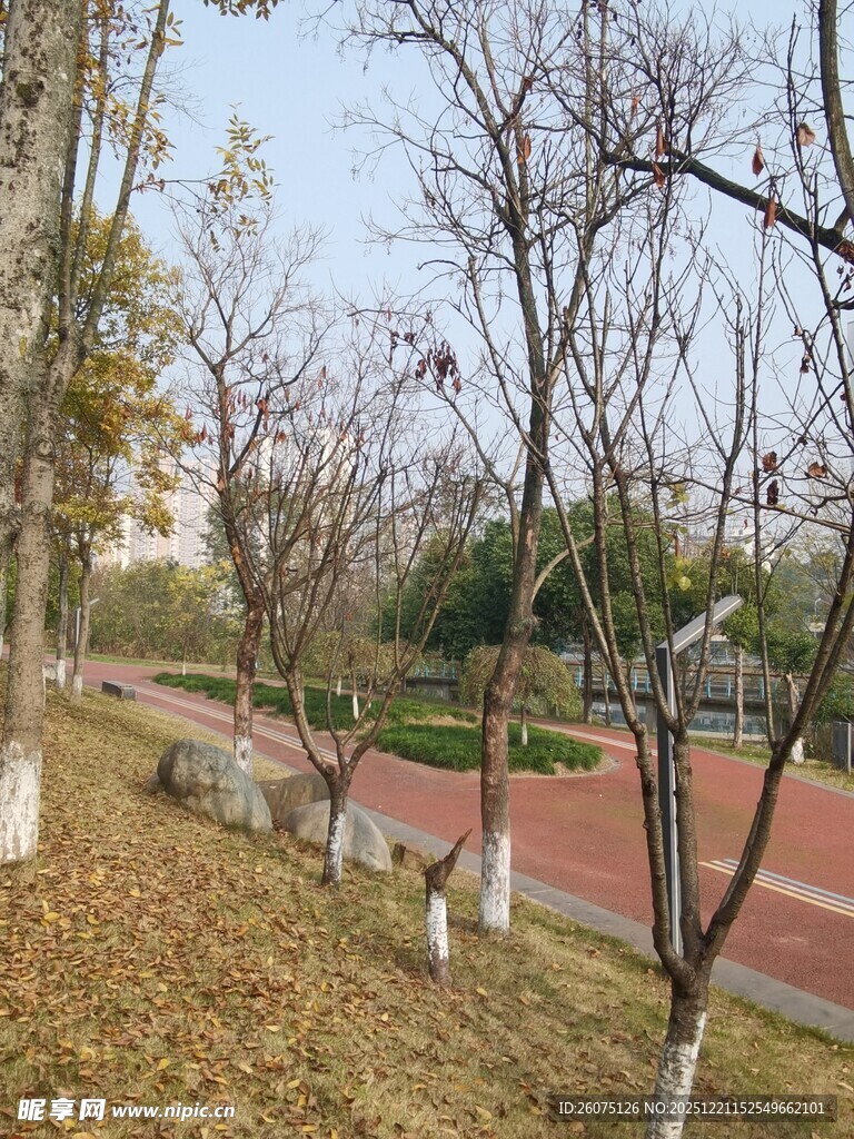 冬日公园的静谧步道景观