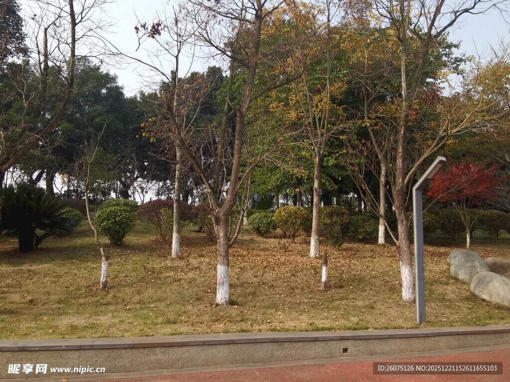 秋日公园树林景致