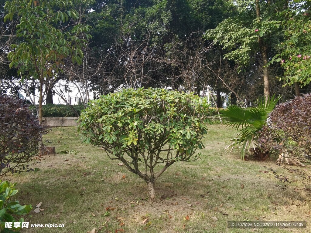 园林中的灌木景观