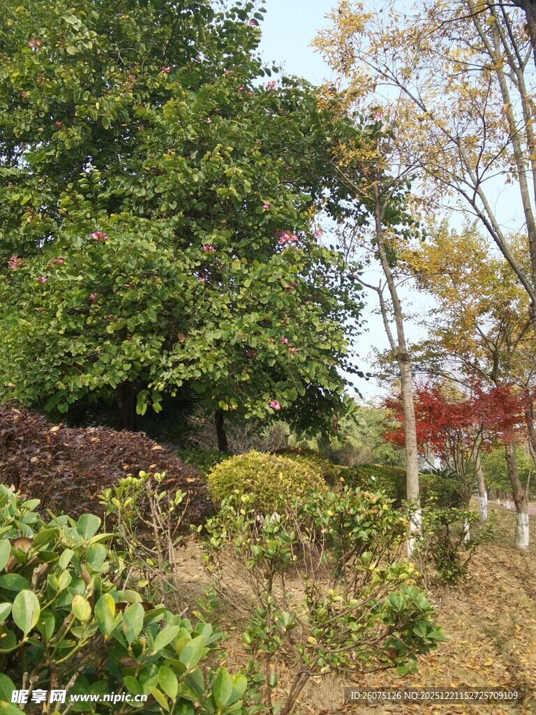 户外绿植繁茂的自然景致