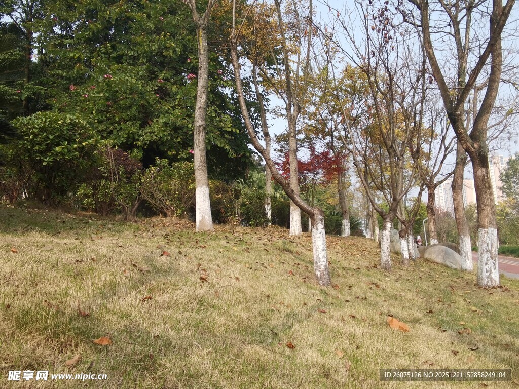 秋日林间草地树木景致