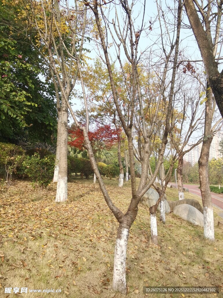 秋日公园光秃树木景致