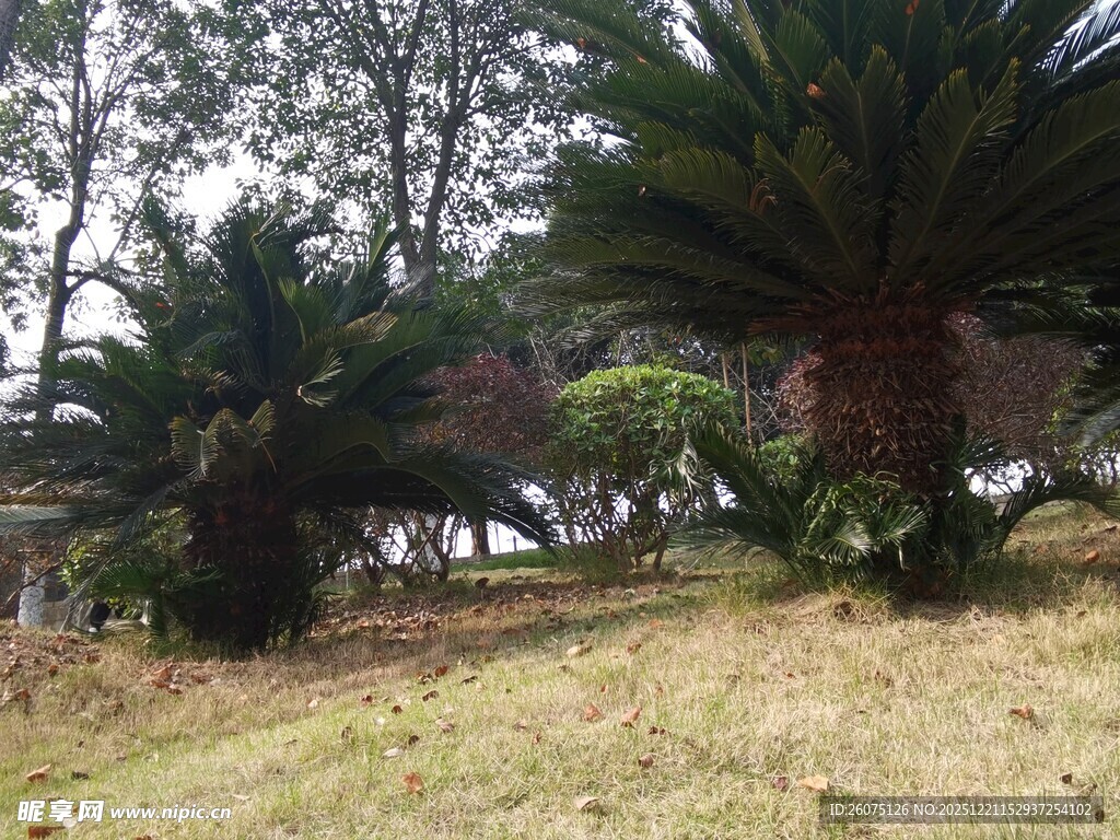 户外的苏铁植物景观