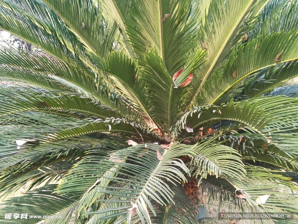 大型羽状叶片苏铁植物