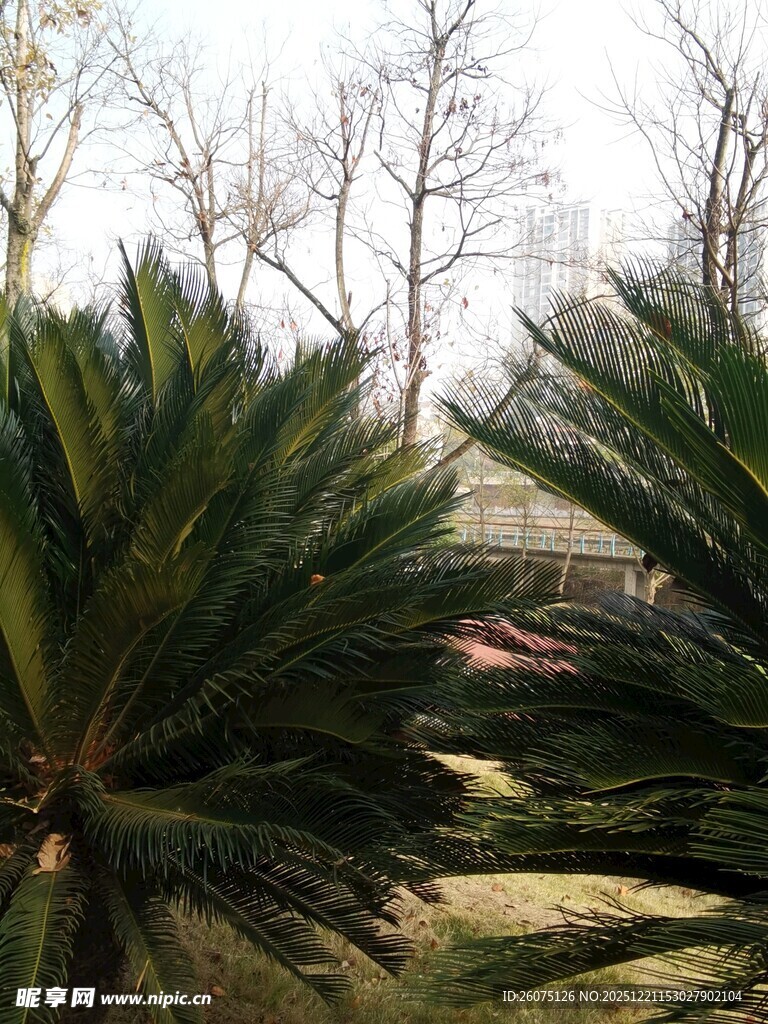户外的棕榈树与光秃树木