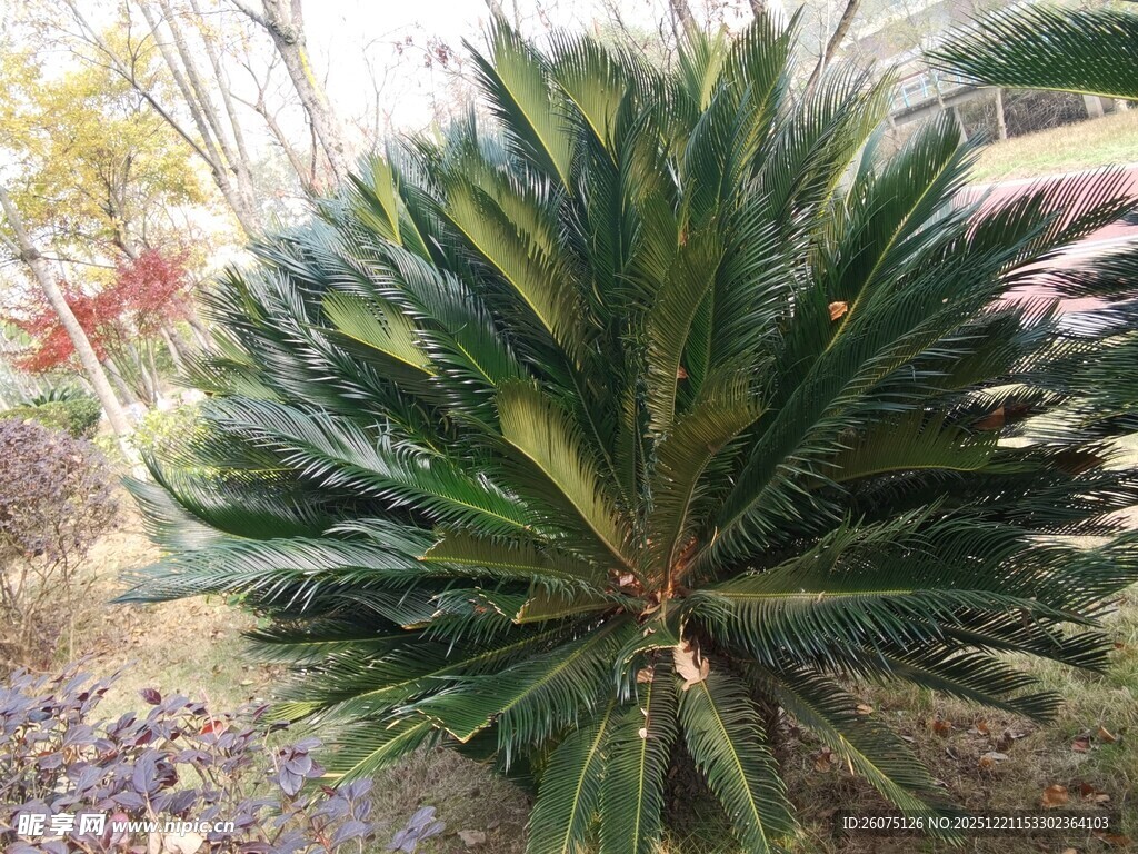 大型绿植铁树特写