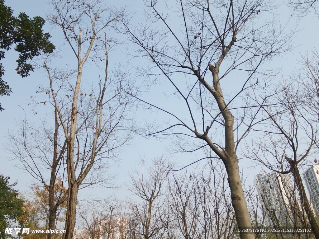 秋日萧瑟树林景象